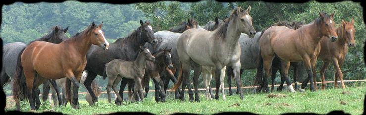 Coyote Ridge Horses - Division of Coyote Ridge Ranch LLC